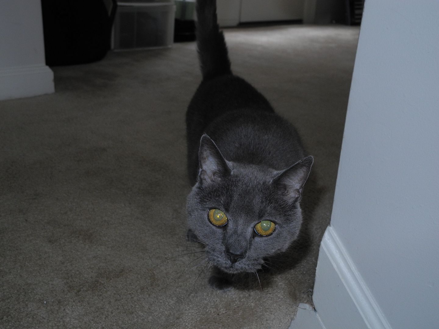 Gray Cat is really checking me out but she didnt run away. :)