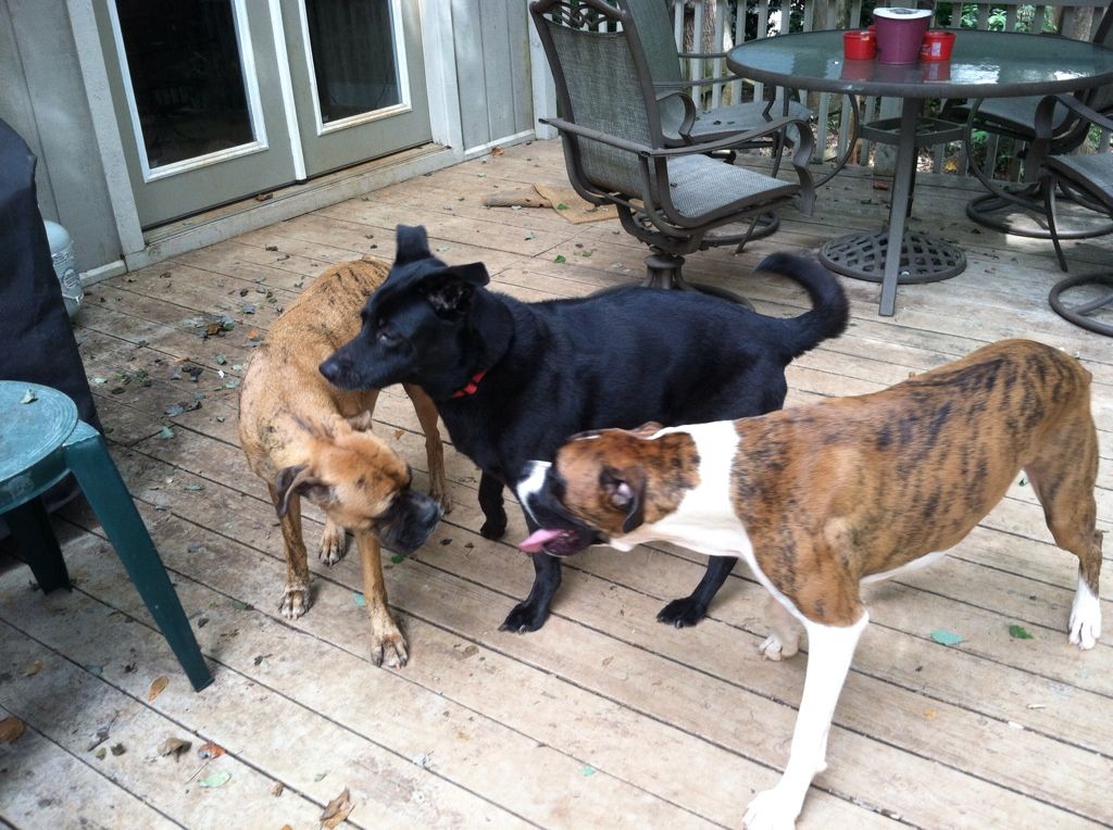 The 3 dogs playing on the deck.