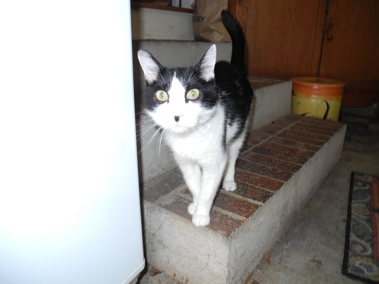 Bosco ventured outside for a few minutes but then came inside for breakfast.