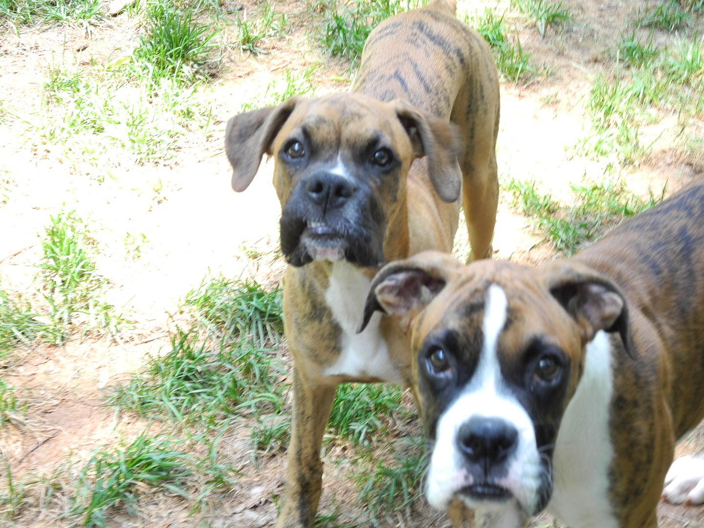 Sookie & Sawyer love each other and theyre funny to watch!  Theyre like lanky teenagers.