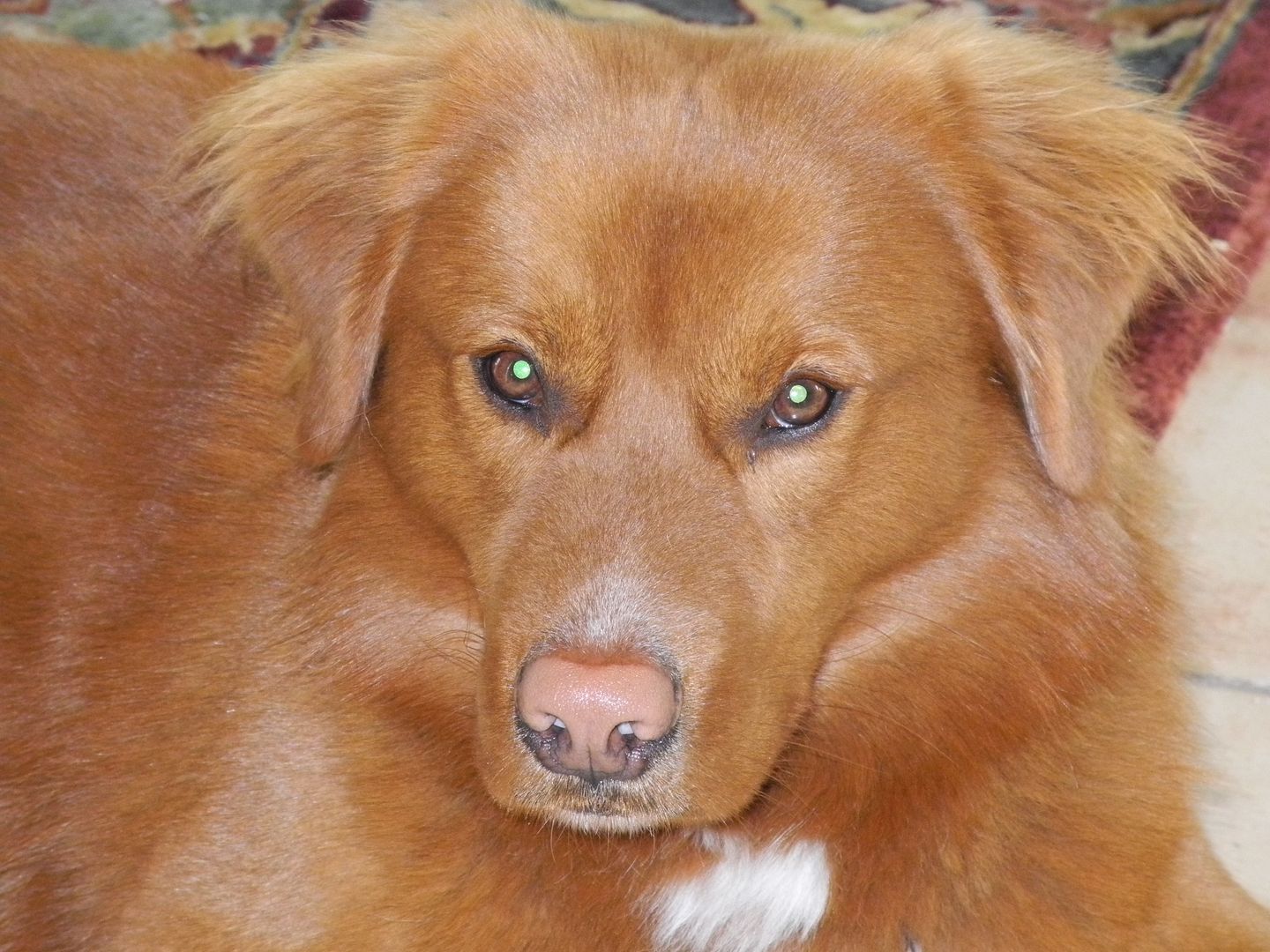 Charlie looking rather innocent but I know hes been up to a little mischief :)