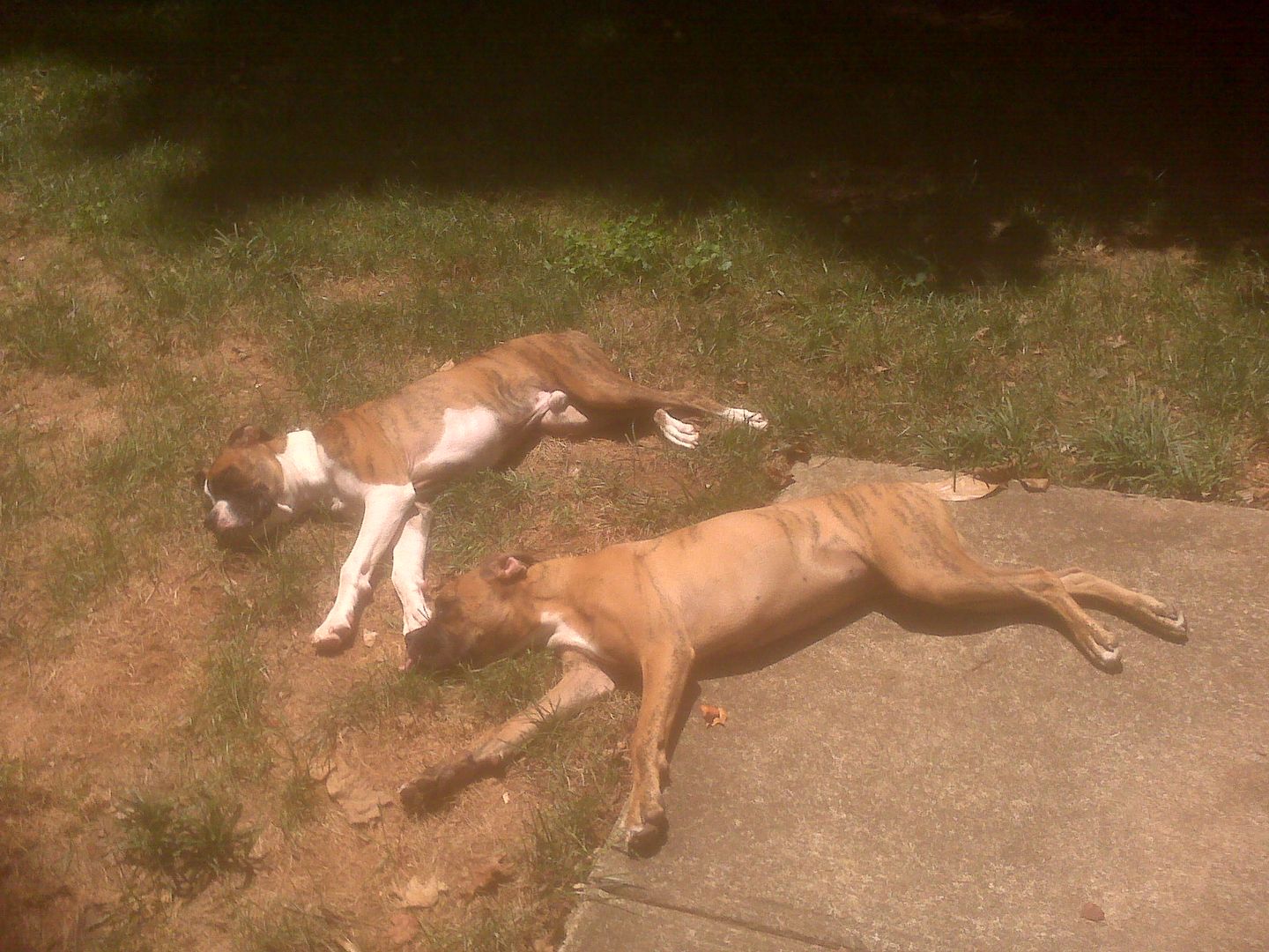 Sawyer and Sookie in the sunshine.  As I was walking out the door, Sawyer had been sitting up and Sookie had her head on his front paws.  It was too cute!!