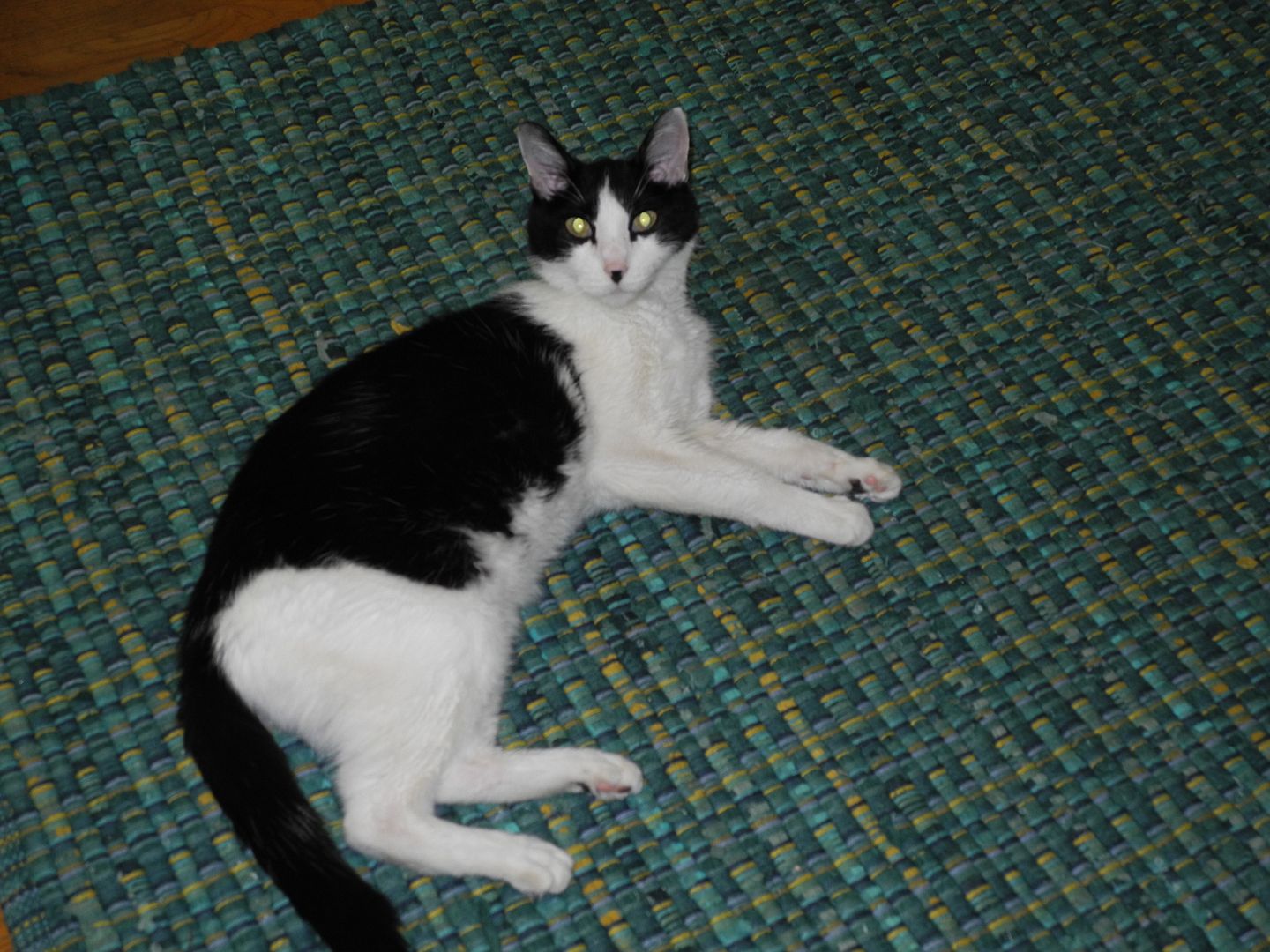 I found Bosco sleeping on the kitchen rug when I came in today.