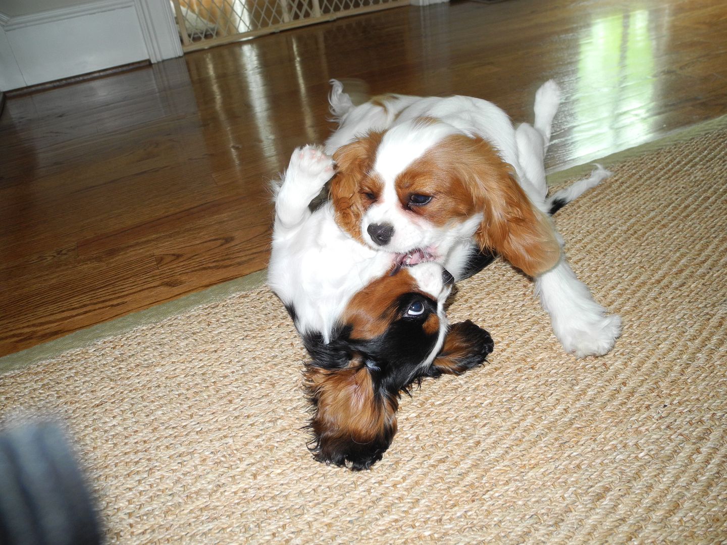 I love that the inside of Lucys ears are brown!  These 2 definitely love each other and have fun too!