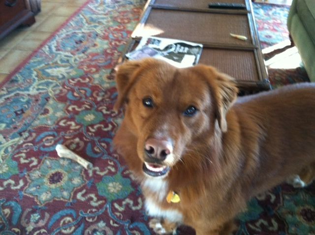 Charlie is ready to go for his walk!