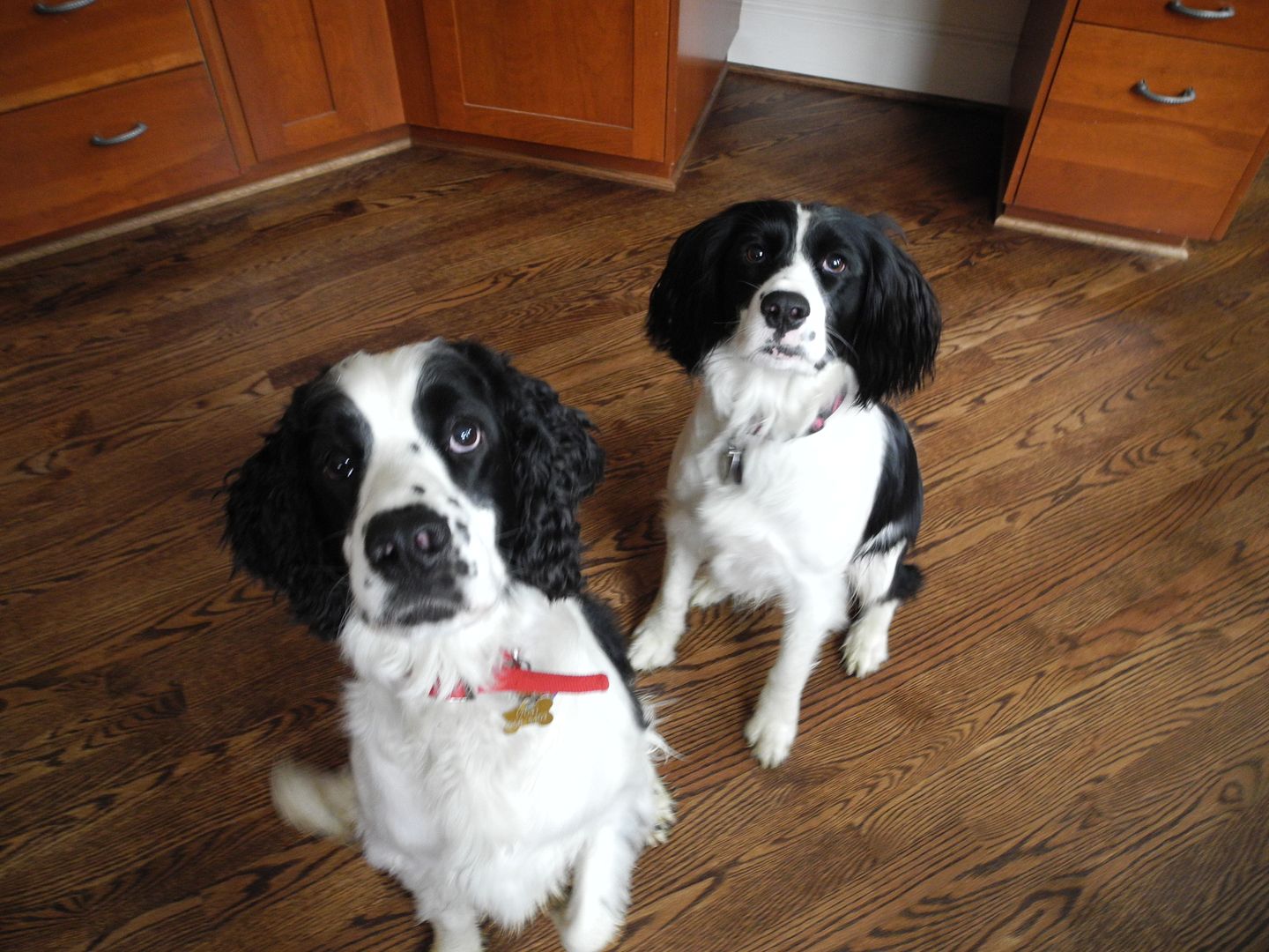 Guthrie and Izzy - sweet, sweet boy and girl!