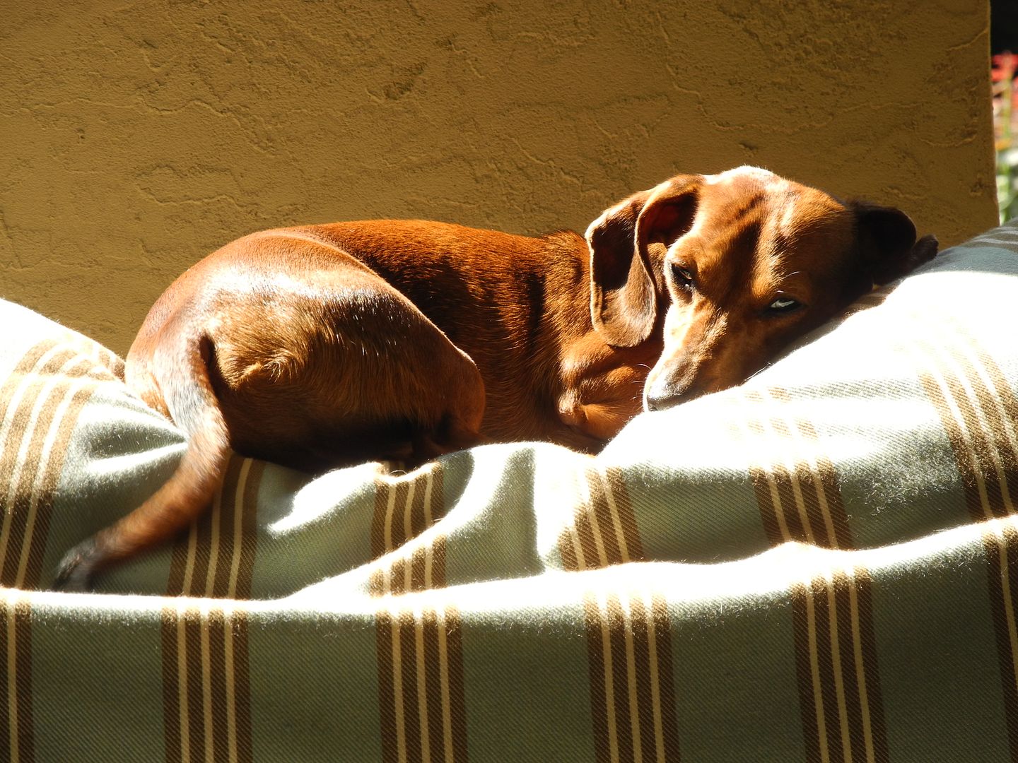 If I were Louis, this would be one of my favorite places to be too.  Sunny likes it up there too!