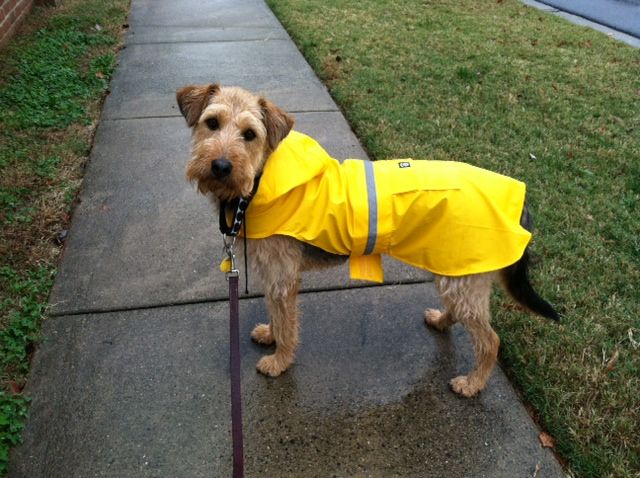 Fashionista Maggie sporting her rain coat.