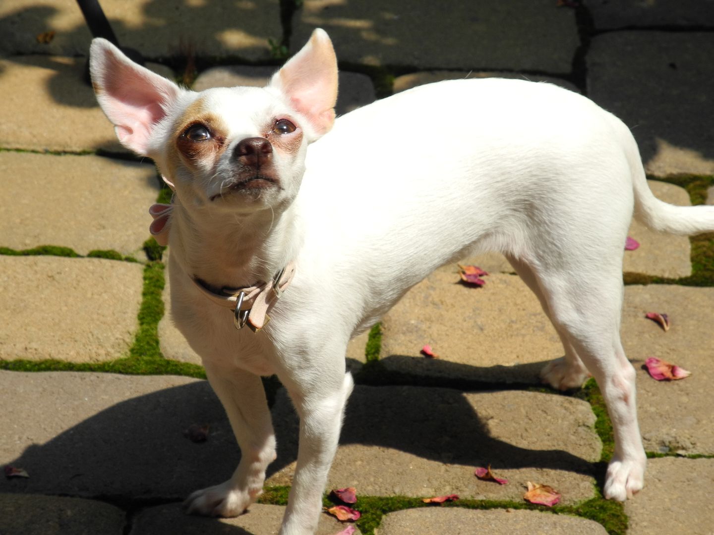 Im not sure what Lola was staring at but it was one of the few times while we were outside that she was standing still and I could get a decent picture!