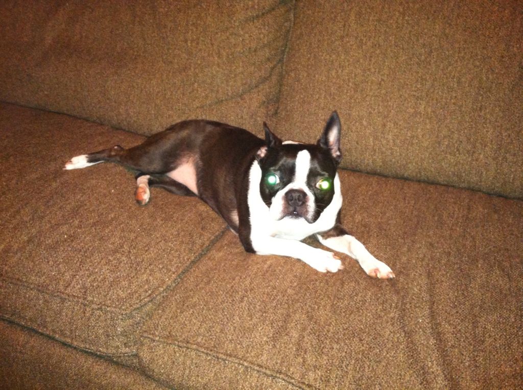 Sadie enjoying some couch time last night.