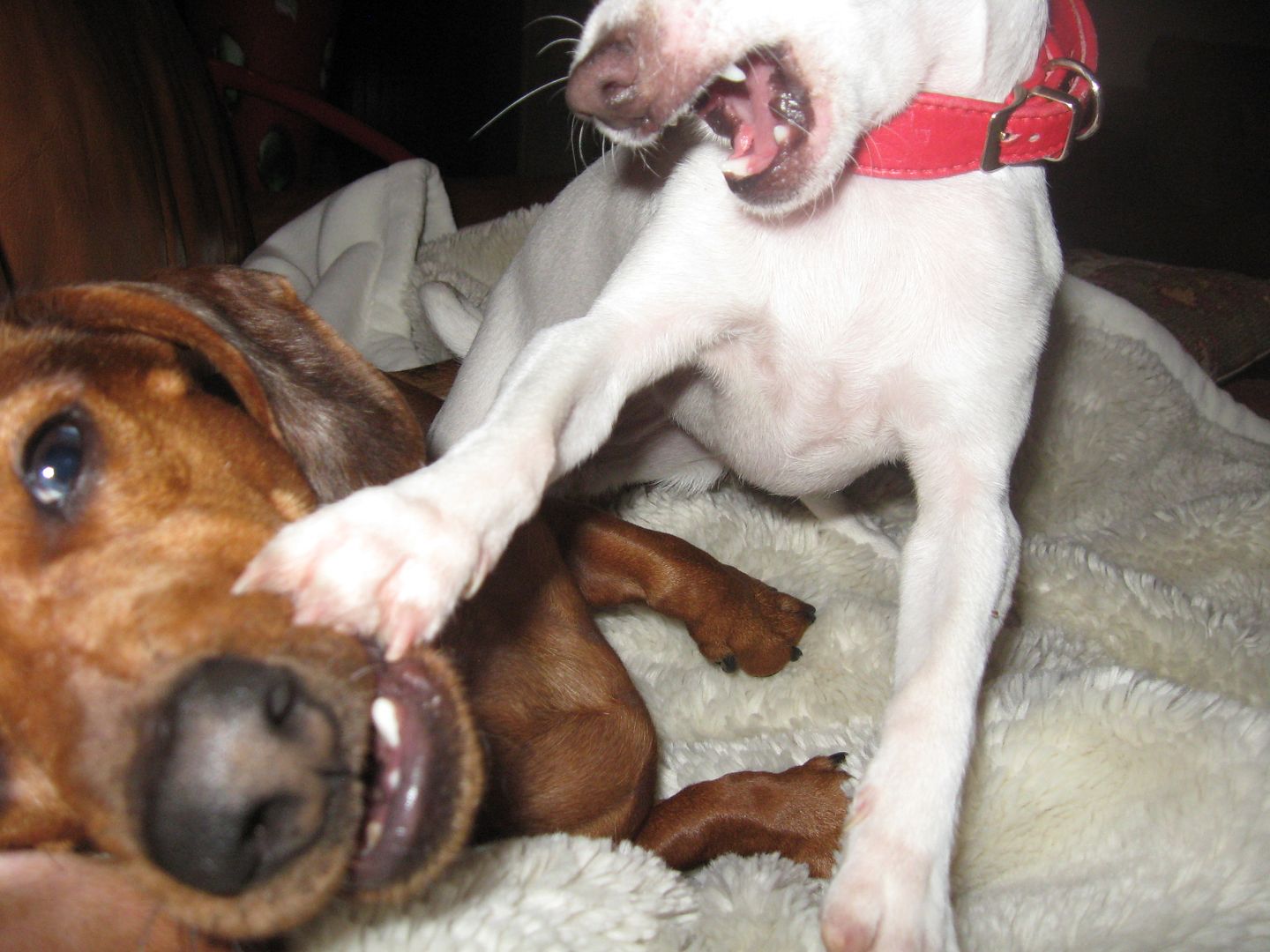 Louie and Lola are pretty funny.  Here they are playing!