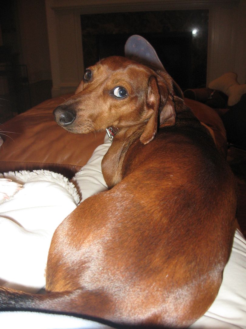 This picture was taken last night while I was sitting on the couch watching tv (yea, I turned it on without a problem!) and Louie hopped up in my lap!