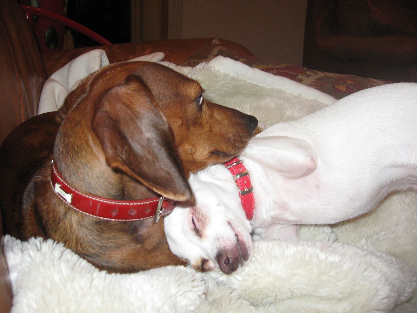 It looks as though Louis has his head on Lolas but Lola is actually trying to get her head underneath him so she can bite him.  They were playing!!