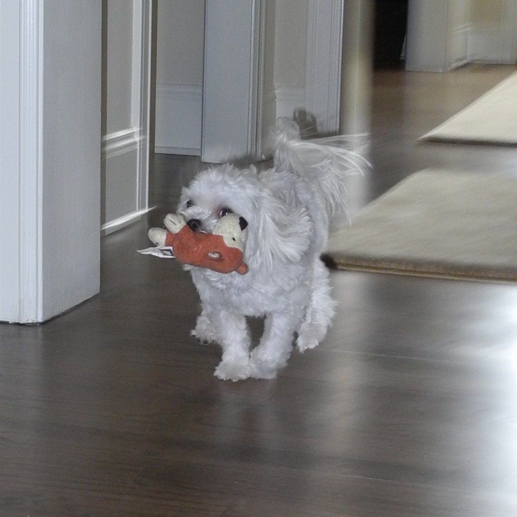 This is the best picture I could get of Casper playing fetch.  His little feet go so fast, all of the other pictures were blurry!