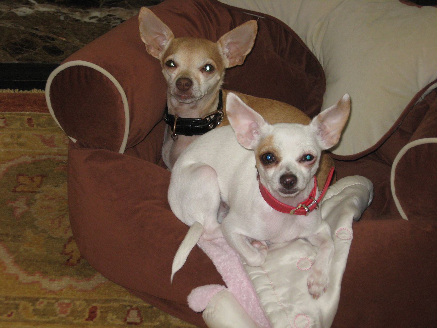 Sunny and Lola are sharing their chair!