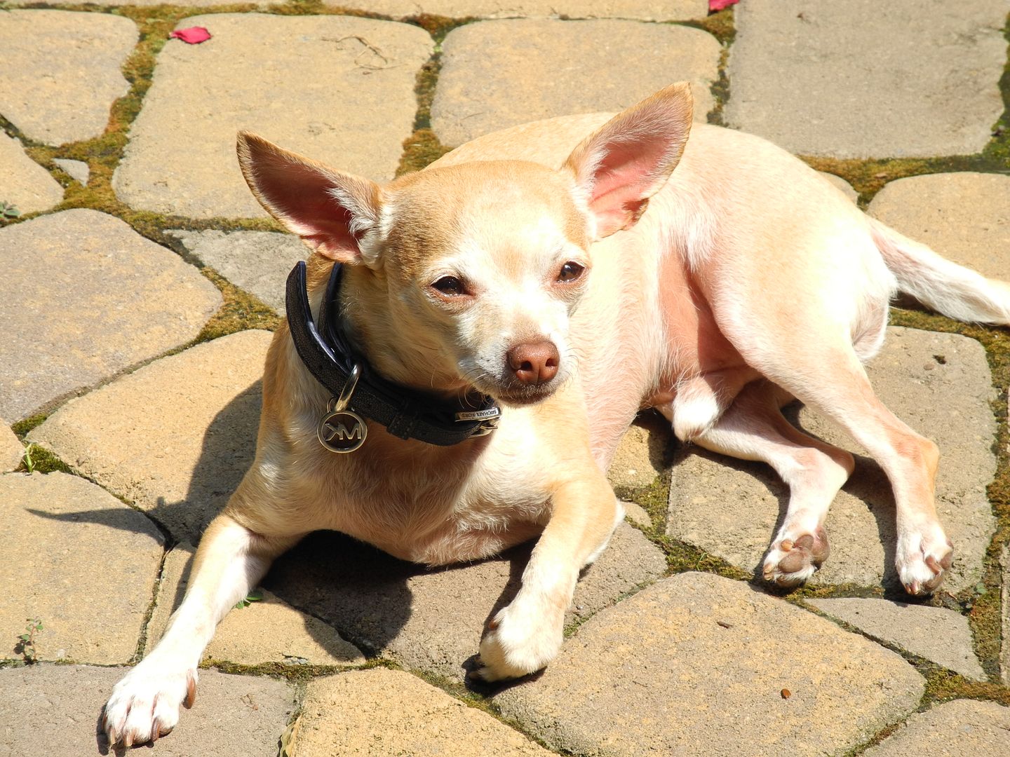 Sunny has the right name!  He loves the sunshine.