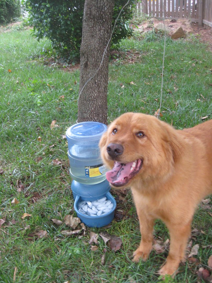 Biscuit loves ice cubes in his water!