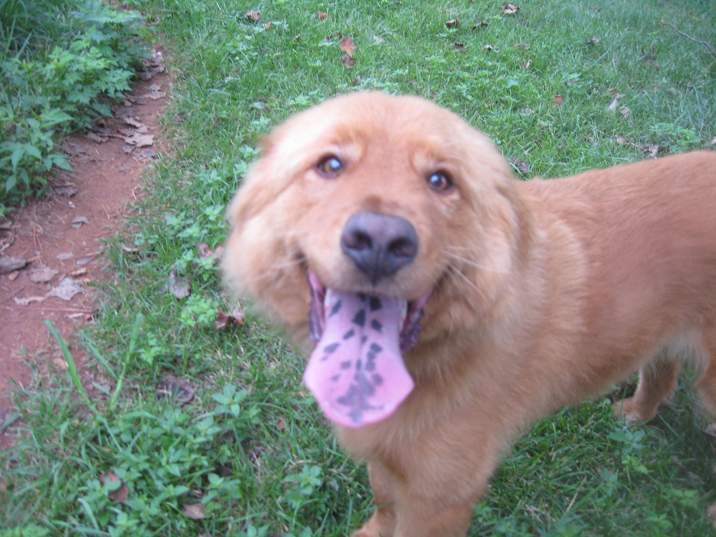 Biscuit has a great smile!