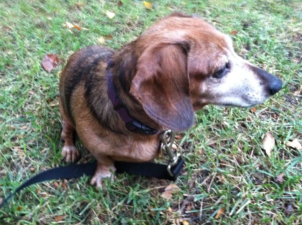 Snickers - the oldest dachshund Im seeing this weekend.  Shes 11.