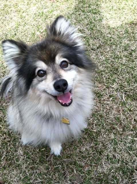 Lucky looks so cute here!  Wish I had a before and after picture.  He just got his summer cut so he looks a lot different right now! 