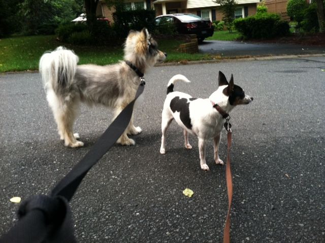 Lucky and Sweet Pea enjoying their walk this morning.