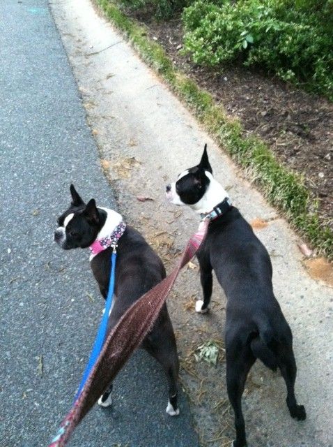 Sadie and Millie on our walk last night.