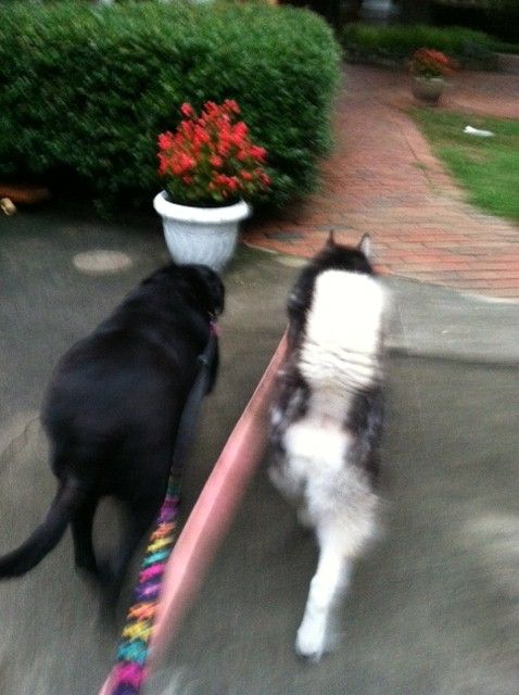 My attempt at a photo of me walking Zoe and Steele.  