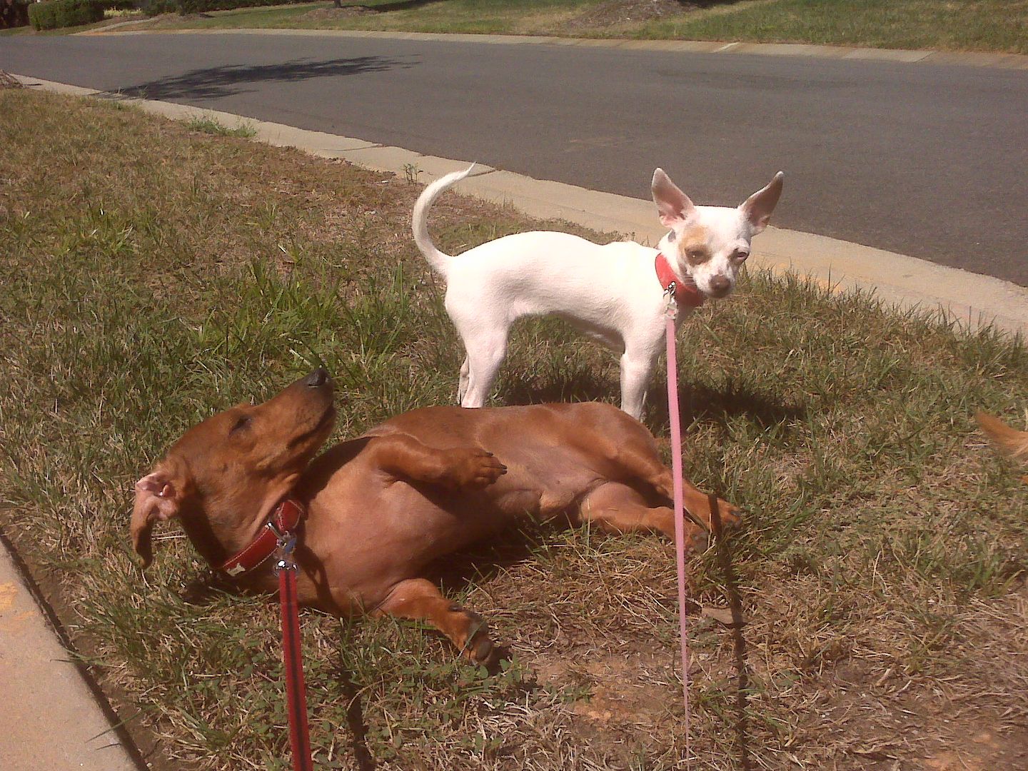 Louis loves laying in the sunshine and Lola loves Louis.