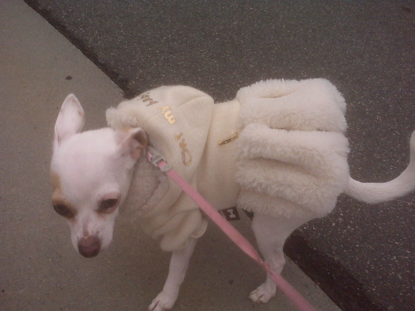 Look at Lola sportin her high fashion coat!