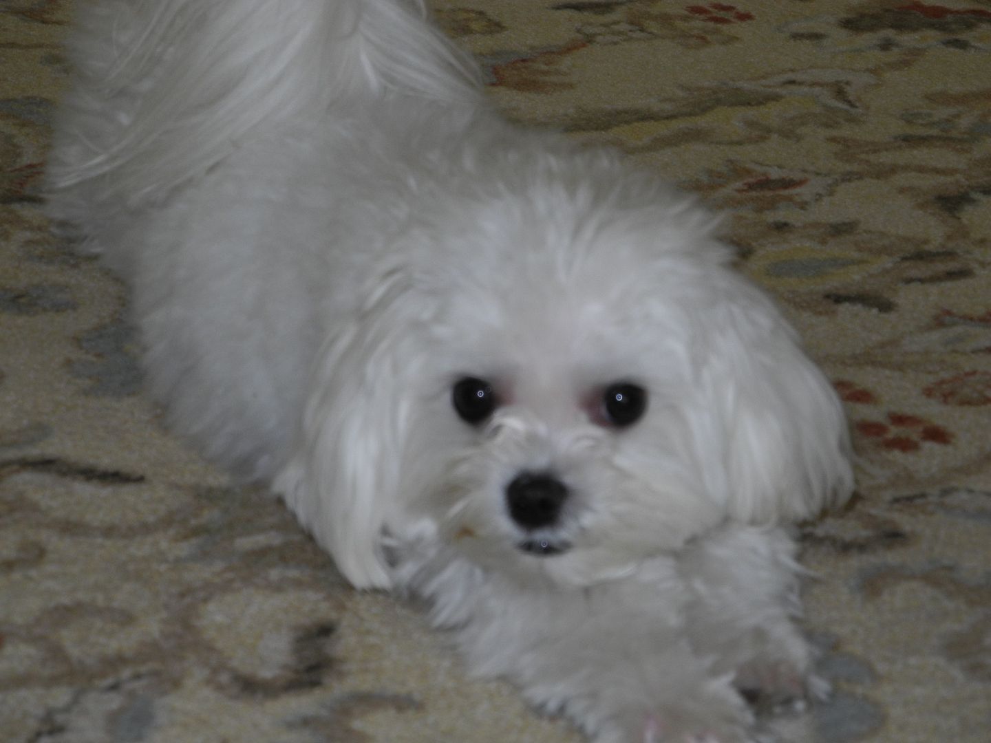 Casper - relaxing after his walk.