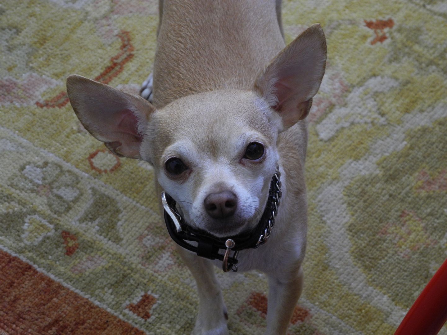 Sweet Sunny was barking at me b/c I was taking to long to snap his picture!