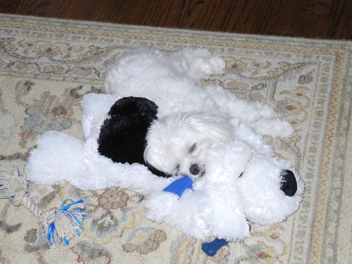 Casper is ready for a little snooze by the end of our visits!