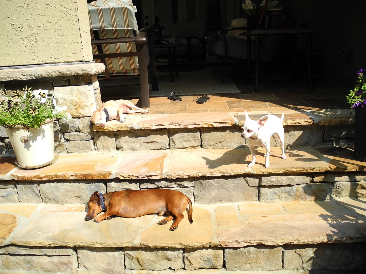 I took this yesterday.  They were all enjoying the sunshine and I was enjoying the shade!