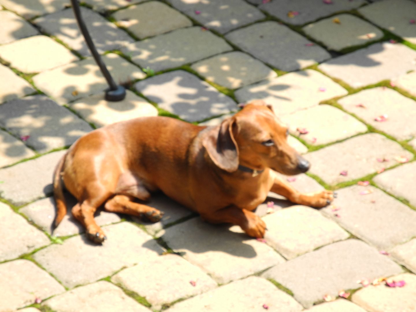 Louis likes the sunshine too.  Here he is working on his tan!