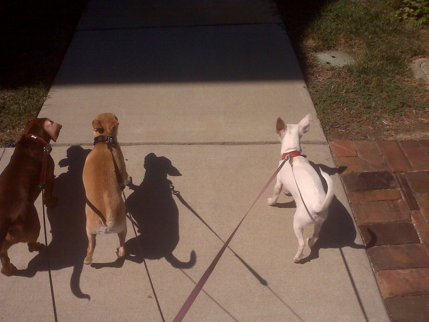 My view when walking Louis, Sunny and Lola!