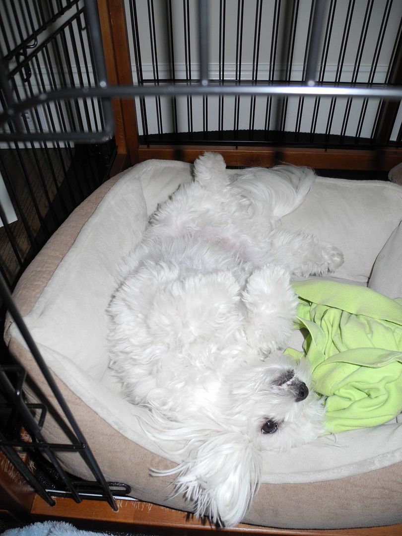 Casper likes to get his belly rubbed!