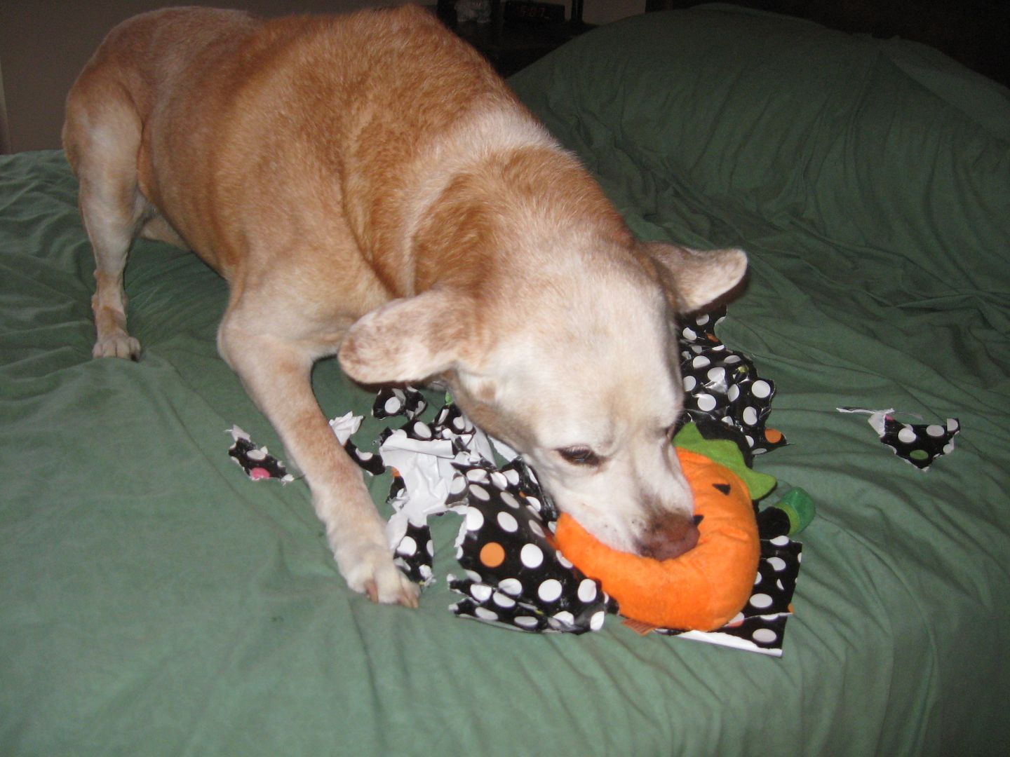 Sam Sam is very good at opening presents.