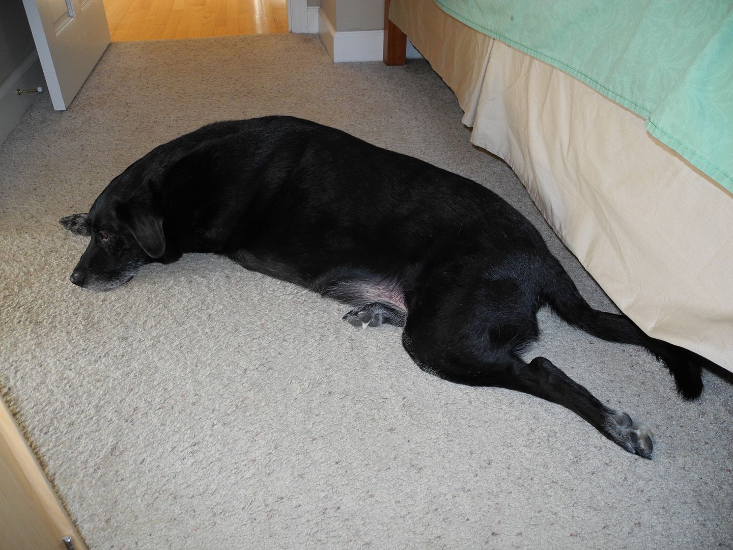 Buddy has arthritis in his left hip and left knee.  He lays like this often..... ouch.  It just doesnt look normal.