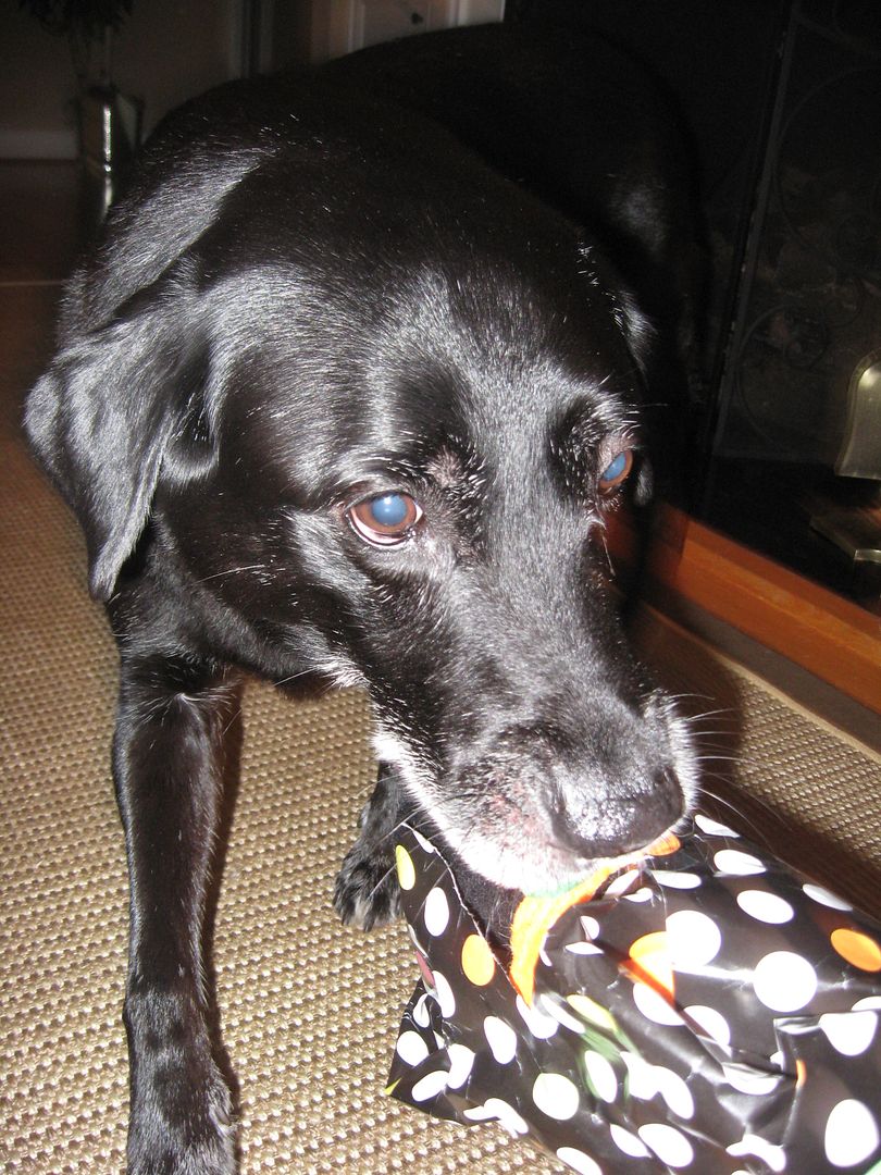 This is the first time Ive ever seen Buddy open his present.  He got a little help but not much.  