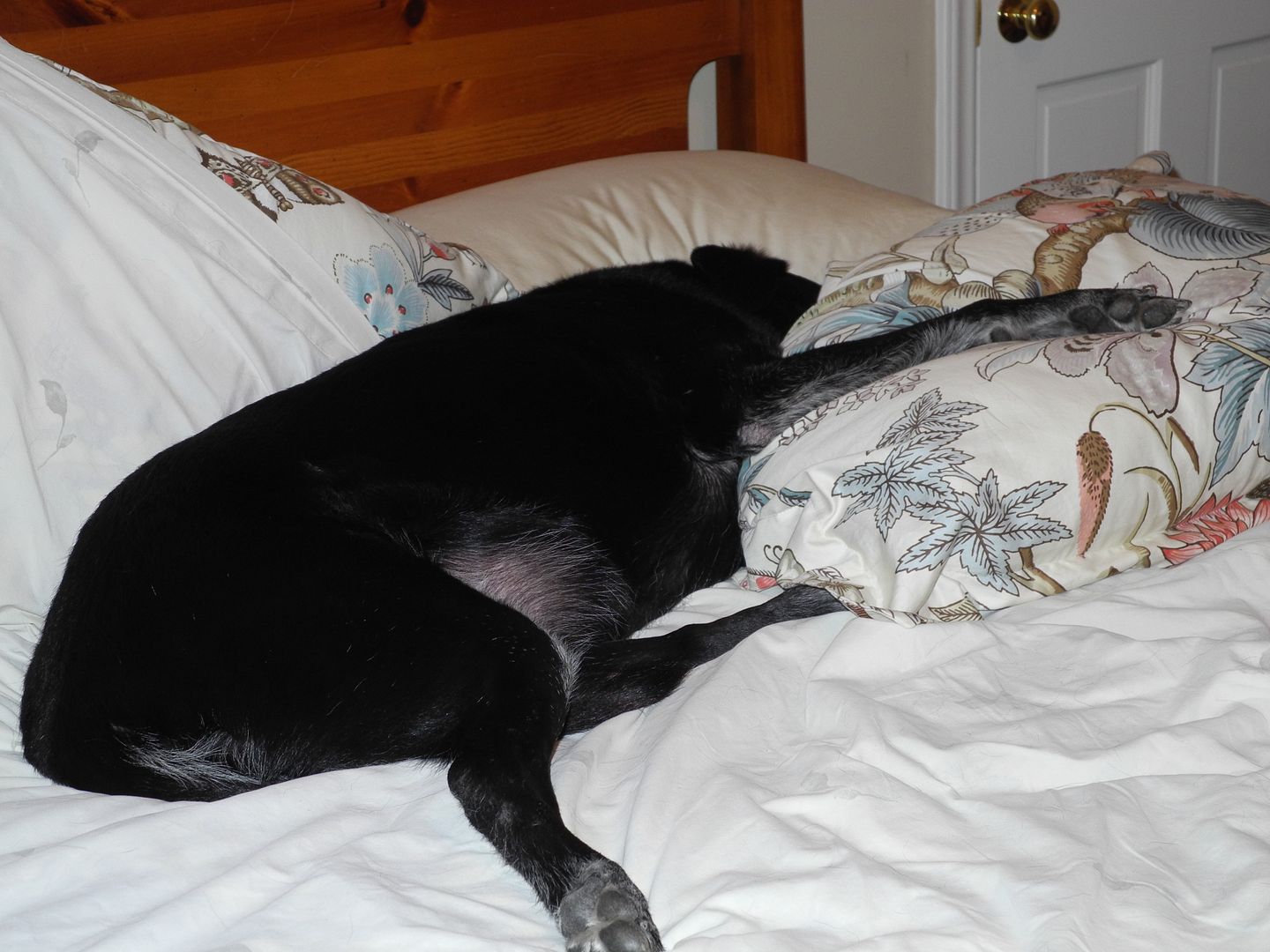 Buddy likes to sleep on the pillows.  He moves them around to get them just right.  I think he thinks theyre just right in this picture!!