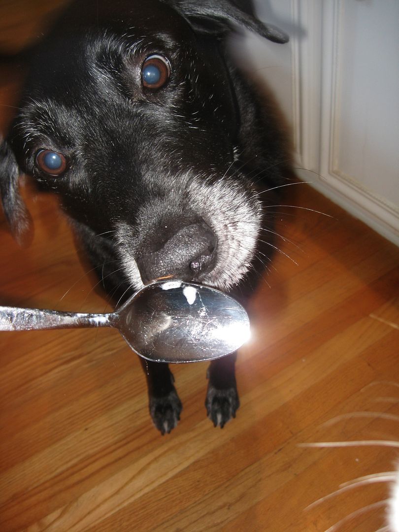 Buddy liked licking the spoon after I made doggie ice cream for his birthday!