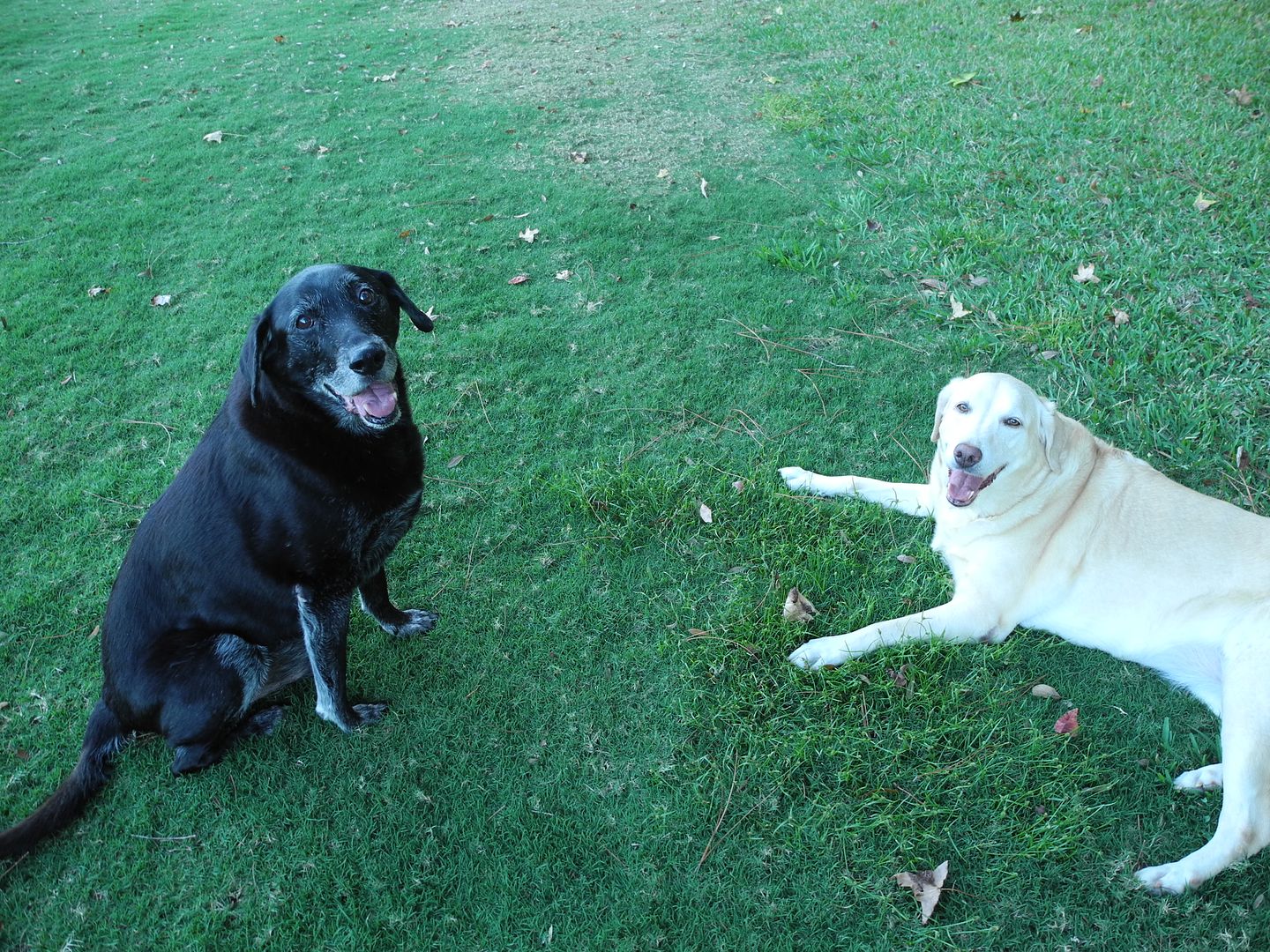 Buddy and Willow hanging out in the yard on vacation in HH.