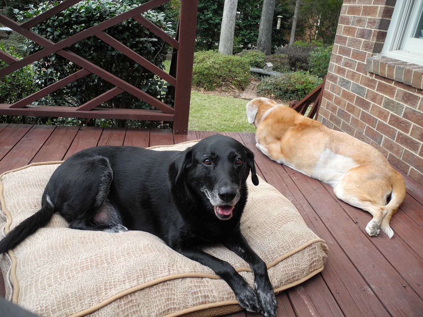 Buddy and Sam enjoying some time on the deck.