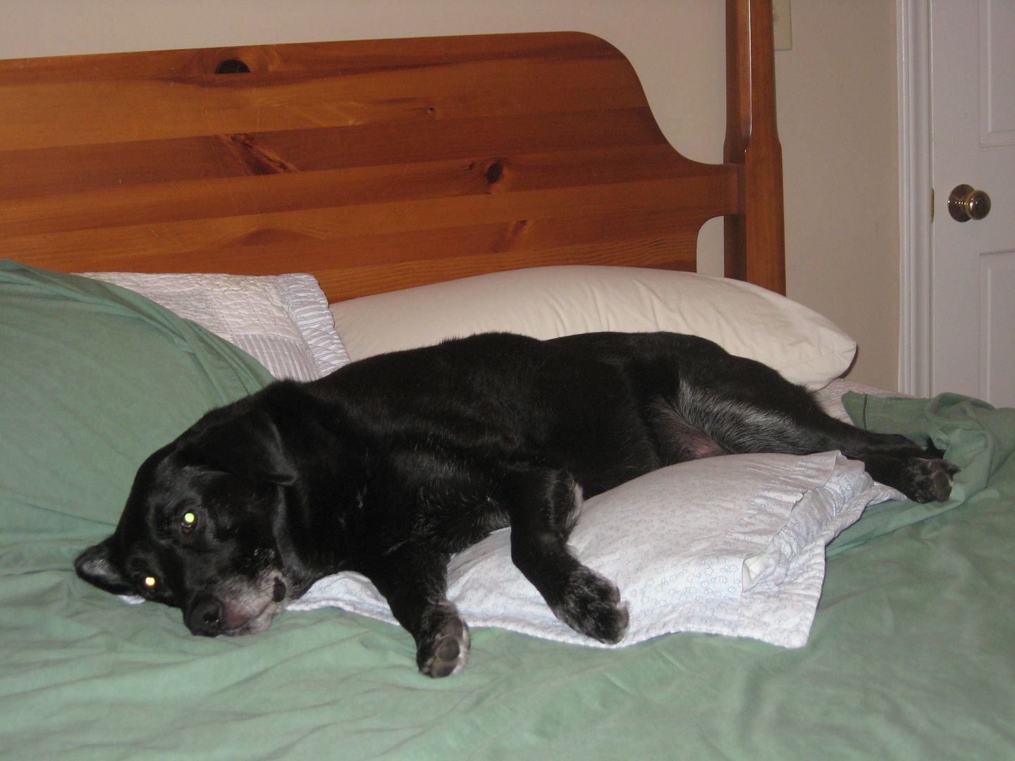 Buddy likes snoozing on the big bed in my office.