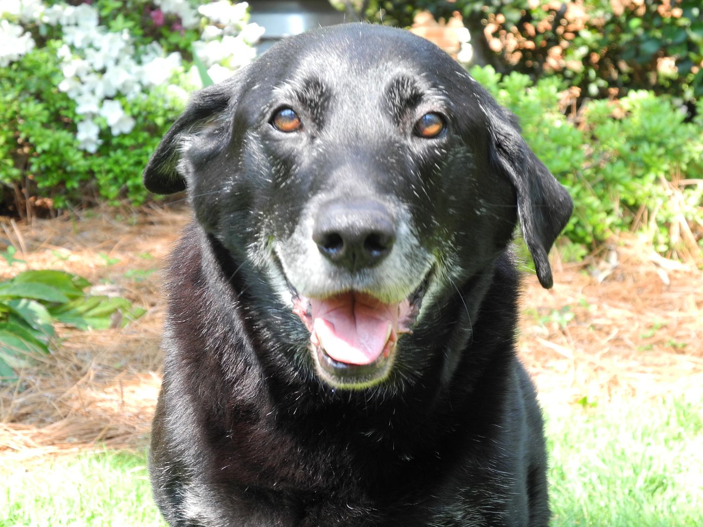 Buddy is smiling for the camera!