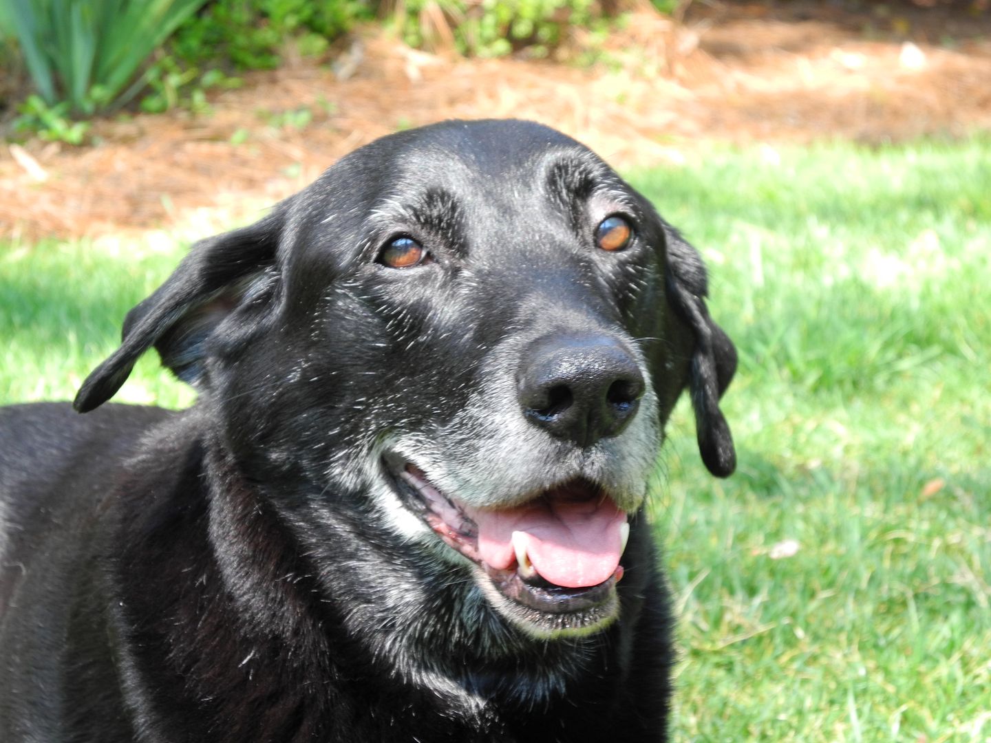 The Budster says Happy Easter Dad and we miss you.  Now can I go inside?? 