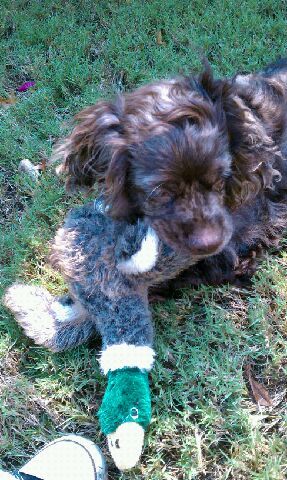 Buster and his duck