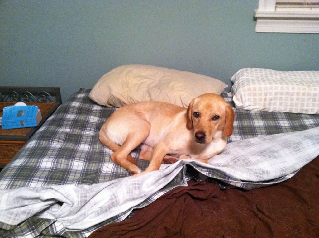 I woke up this morning before Callie.  Here she is when I walked back into the bedroom, sleeping in my spot!  Obviously I woke her up :)