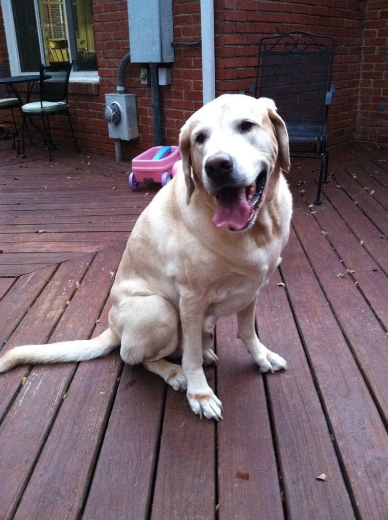 Scout - chillin in the backyard.