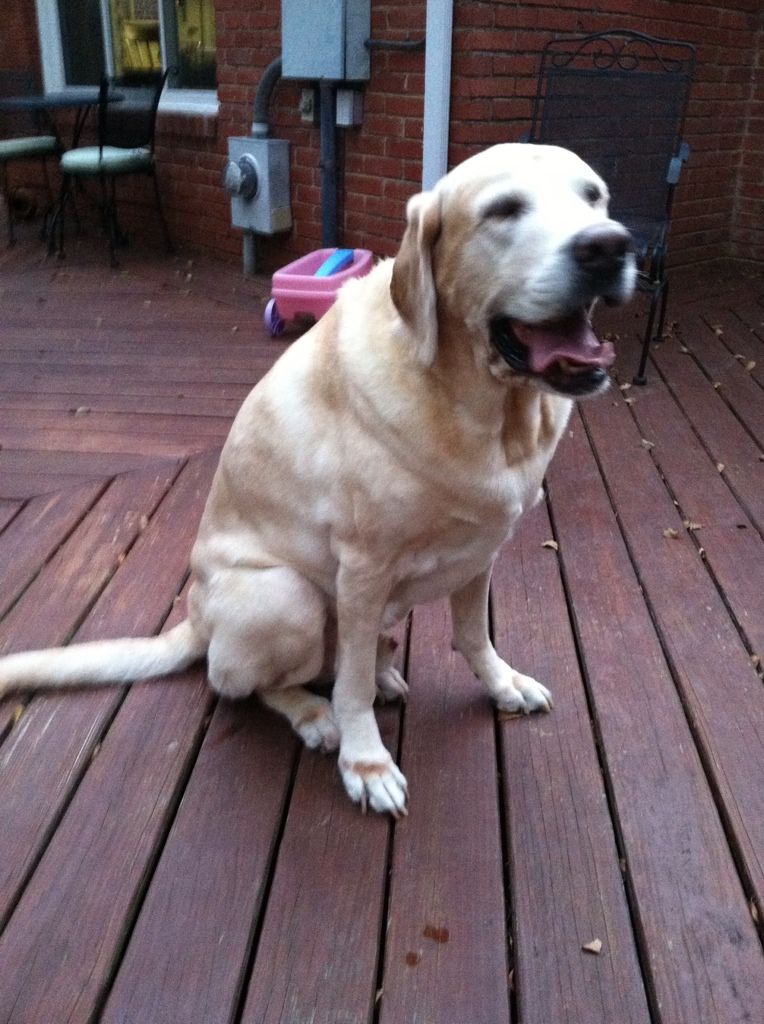 Scout - just hanging out in the backyard